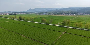 溆浦县水东镇：制种稻田“赶花”忙 人工授粉孕育丰收希望