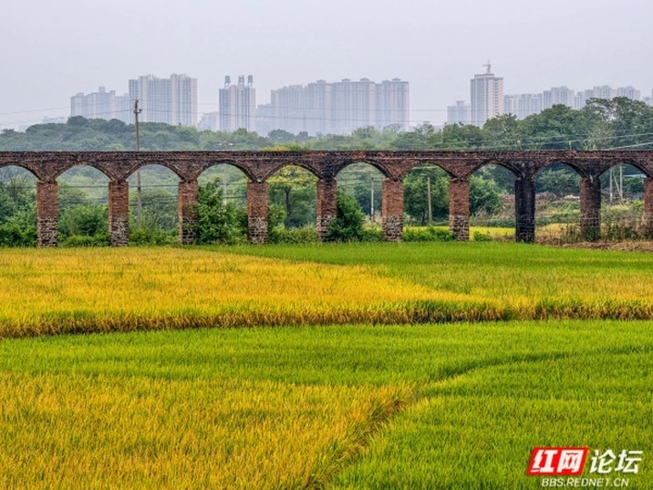 渡槽不语，活水自流！衡阳双桥村的"丰收密码"