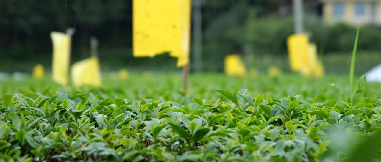 企业风采 | 天画罗坪茶业:抹茶打破传统茶叶粗加工格局