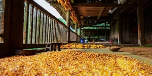 江华瑶乡秋收：烟火寻常，岁岁丰盈
