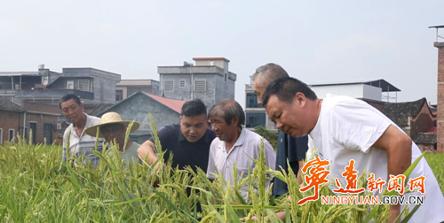 【永冲锋·拼经济·促发展】宁远:水稻制种“赶花”忙 抢抓农时保丰收3_副本500.png 【永冲锋·拼经济·促发展】宁远:水稻制种“赶花”忙 抢抓农时保丰收3_副本500.png