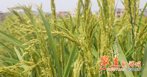 【永冲锋·拼经济·促发展】宁远:水稻制种“赶花”忙 抢抓农时保丰收2_副本500.png 【永冲锋·拼经济·促发展】宁远:水稻制种“赶花”忙 抢抓农时保丰收2_副本500.png