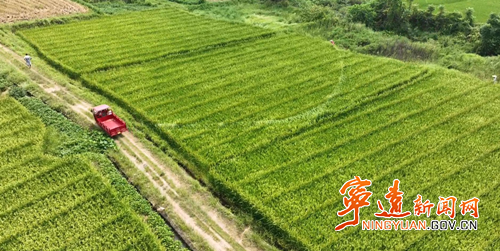 【永冲锋·拼经济·促发展】宁远:水稻制种“赶花”忙 抢抓农时保丰收_副本500.png 【永冲锋·拼经济·促发展】宁远:水稻制种“赶花”忙 抢抓农时保丰收_副本500.png