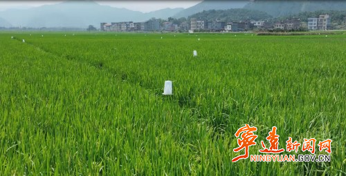 【永冲锋·拼经济·促发展】宁远:抓实秋粮抗逆防灾 护航晚稻稳产丰收2_副本500.jpg 【永冲锋·拼经济·促发展】宁远:抓实秋粮抗逆防灾 护航晚稻稳产丰收2_副本500.jpg