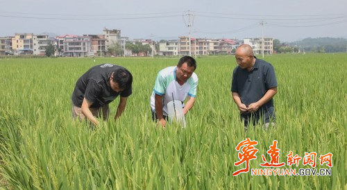 【永冲锋·拼经济·促发展】宁远:抓实秋粮抗逆防灾 护航晚稻稳产丰收3_副本500.jpg 【永冲锋·拼经济·促发展】宁远:抓实秋粮抗逆防灾 护航晚稻稳产丰收3_副本500.jpg