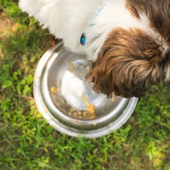 健康科普丨世界狂犬病日：正确认识狂犬病，规范防控不恐慌