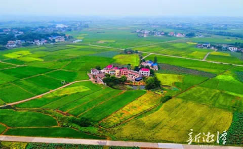 组图 | 湘潭县河口镇：沃野铺画卷 稻浪绘“丰”景