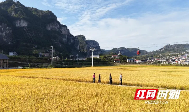 视频丨涟源湄江：十里画壁“丰”景如画 金色稻浪引客来