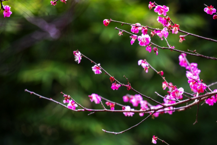 芙蓉·小说丨马亿：替代者