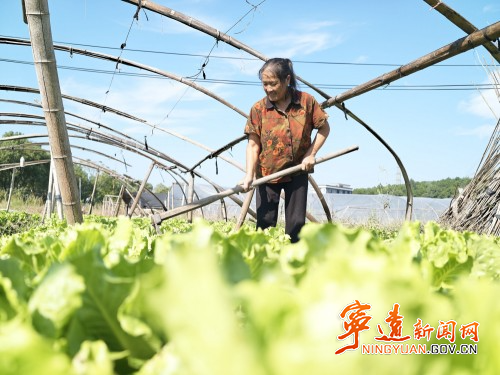 宁远:“蔬”绘丰收画卷1_副本500.jpg 宁远:“蔬”绘丰收画卷1_副本500.jpg