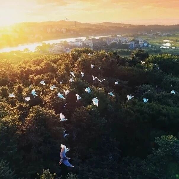 万鹭栖耒水，刷屏“火出圈”！耒阳市民拍下54秒生态“名场面”