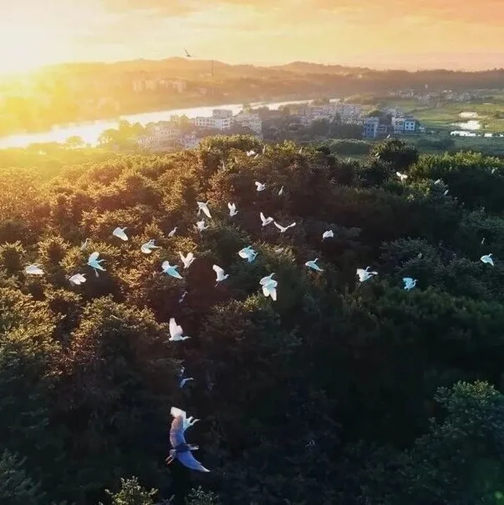 万鹭栖耒水，刷屏“火出圈”！耒阳市民拍下54秒生态“名场面”