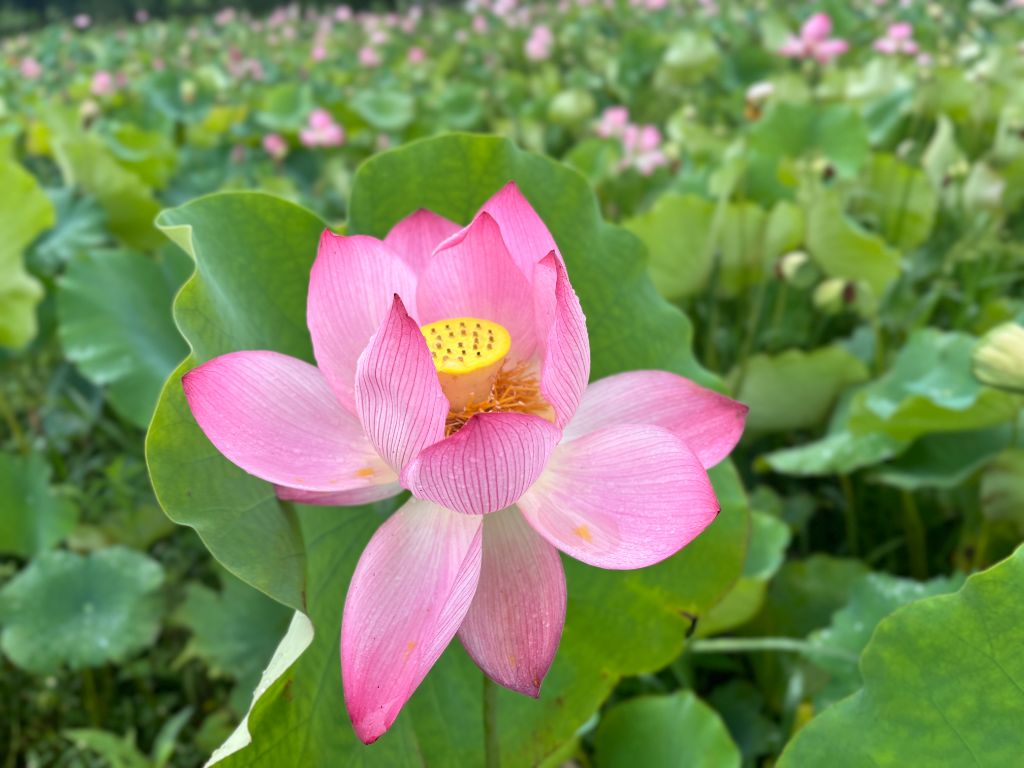 微信图片_20261011115908_247_65.jpg