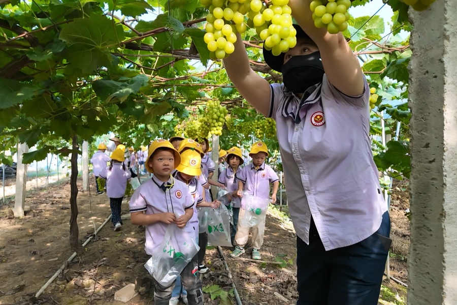 葡萄园里开课堂