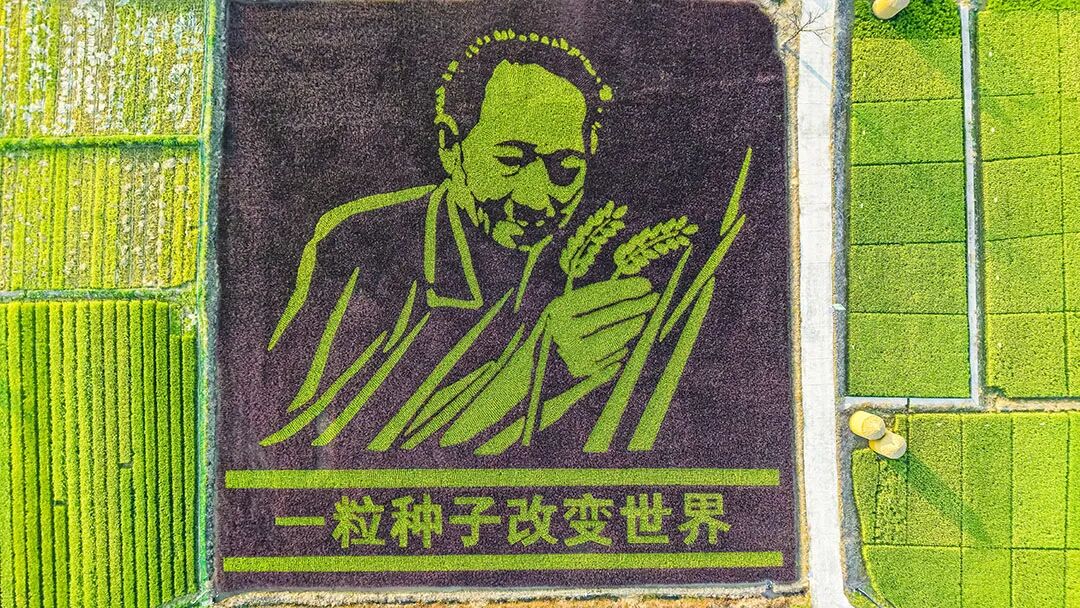 2026年9月21日安江杂交水稻大会图片 (7).jpg