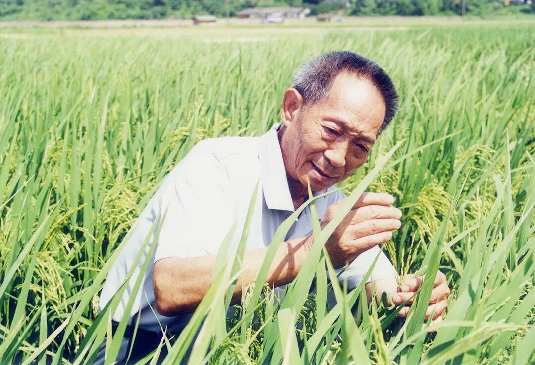 袁院士田间工作照2.jpg