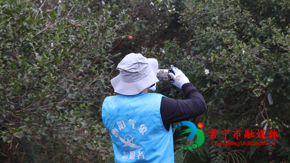 气象油茶7.png