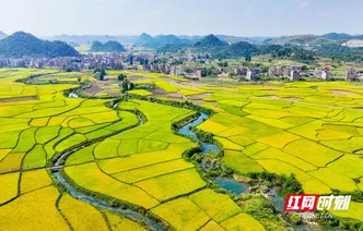 湖南新田：沃野金黄 丰收画卷（组图）