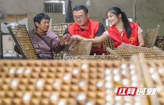 湖南道县：党员助农 采收蚕茧（组图）