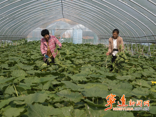 宁远:南瓜管护忙_副本500.jpg 宁远:南瓜管护忙_副本500.jpg