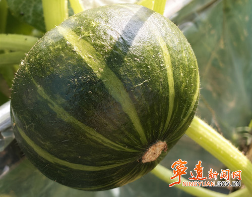 宁远:南瓜管护忙2_副本_副本500.jpg 宁远:南瓜管护忙2_副本_副本500.jpg