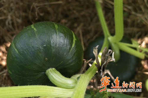 宁远:南瓜管护忙3_副本_副本500.jpg 宁远:南瓜管护忙3_副本_副本500.jpg