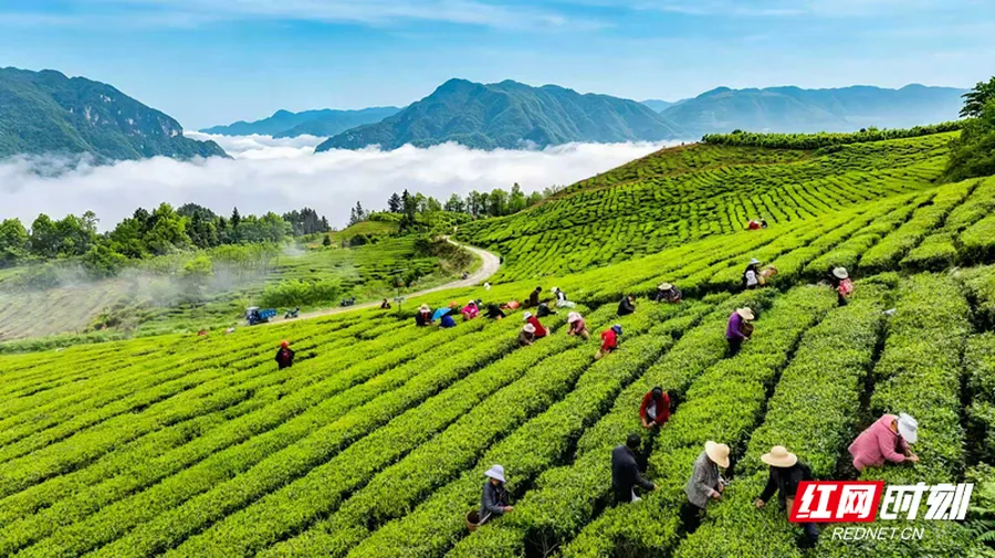 茶香漫老区 桑植白茶“链”动万家增收