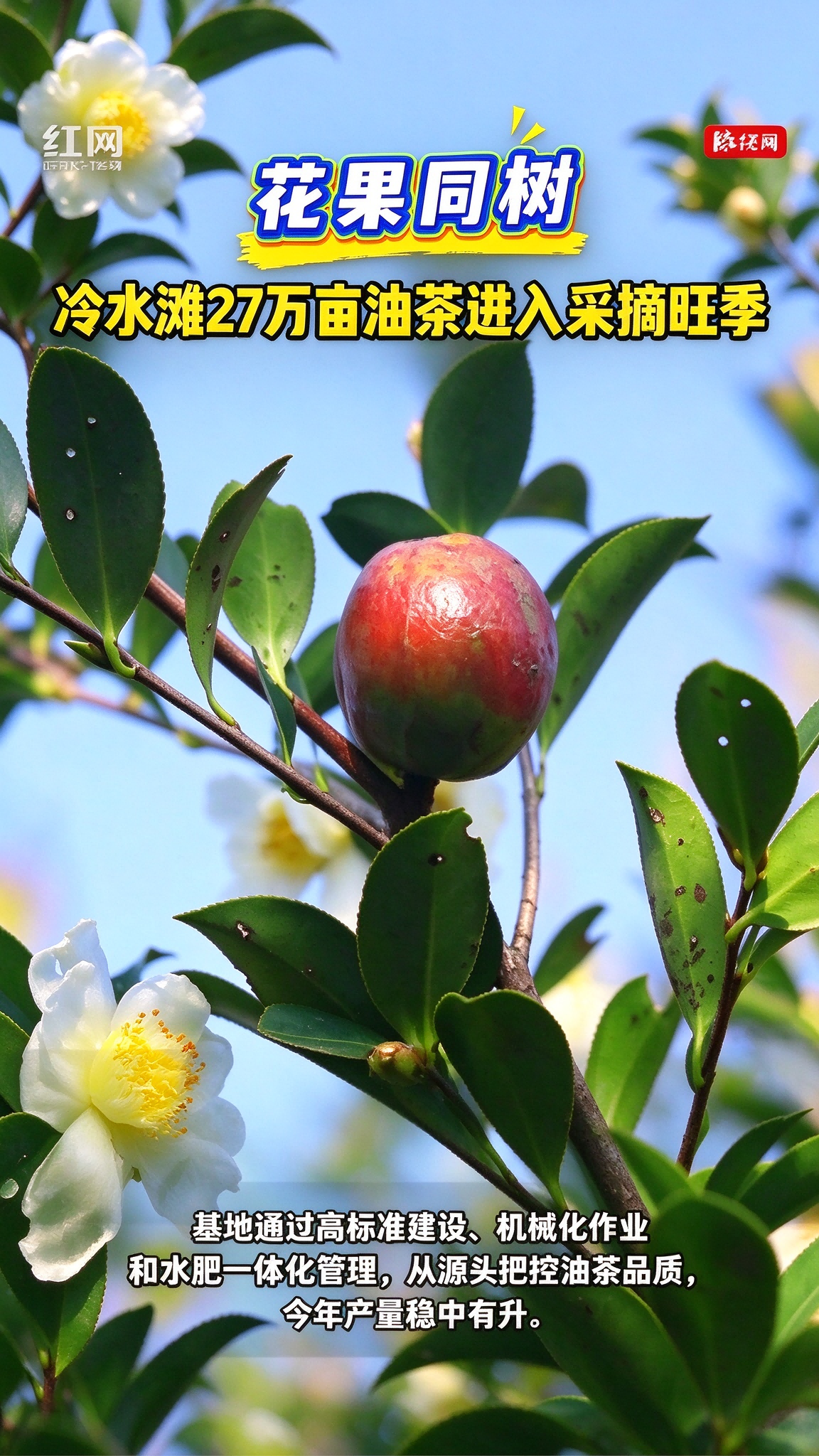 油茶进入采摘旺季