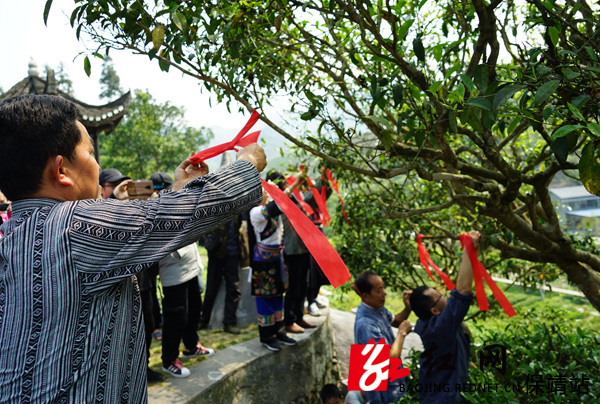 村民把红绳系在古茶树上，祈愿风调雨顺 (2).JPG