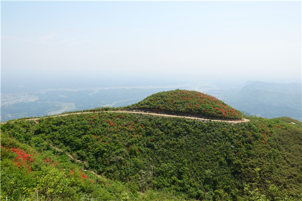 开满映山红的小山包.JPG