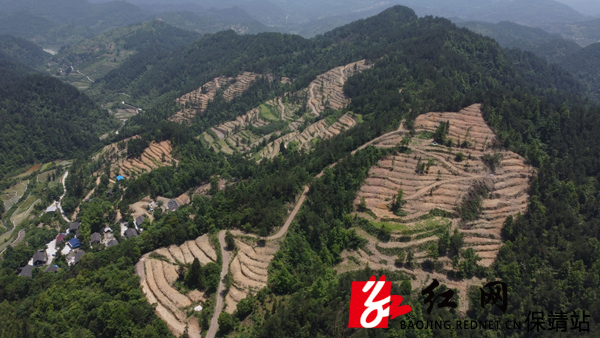 柳树坪村集体统一流转土地发展保靖黄金茶、油茶   宿任人 摄.JPG
