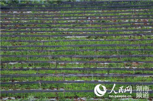 “白叶一号”茶叶基地。何萌摄