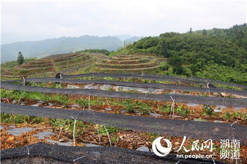 “白叶一号”茶叶基地种植情况。何萌摄