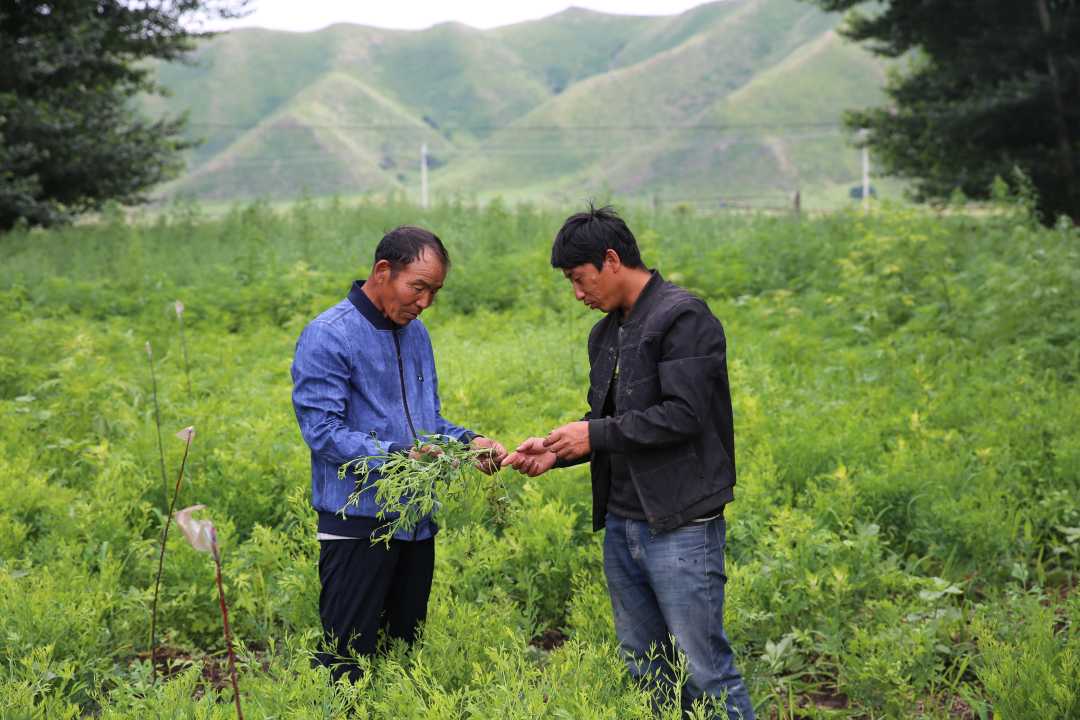 藥材種植種出致富