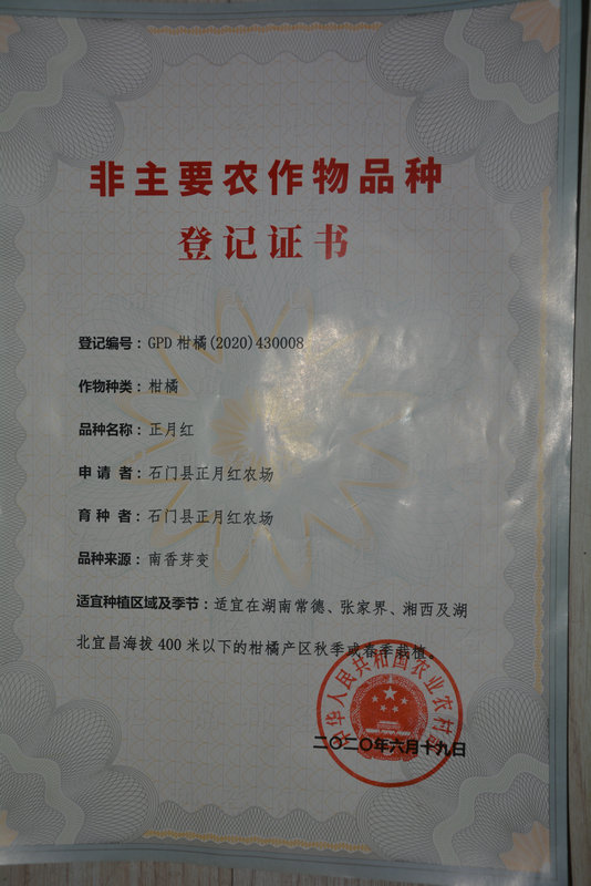 正月红柑橘登记证书.JPG