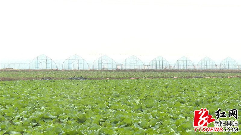 蔬菜基地.JPG