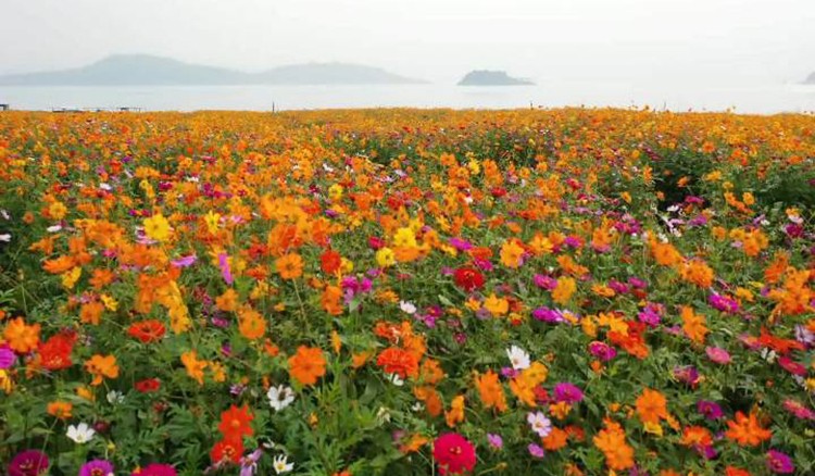 110格桑花.JPG