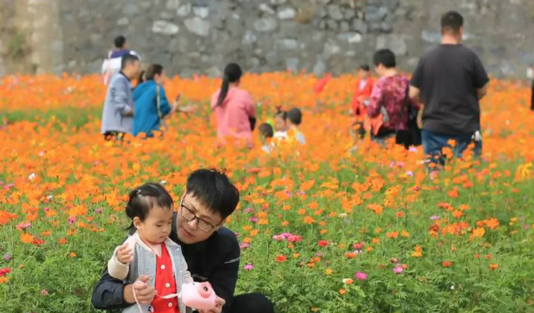 110格桑花1.JPG
