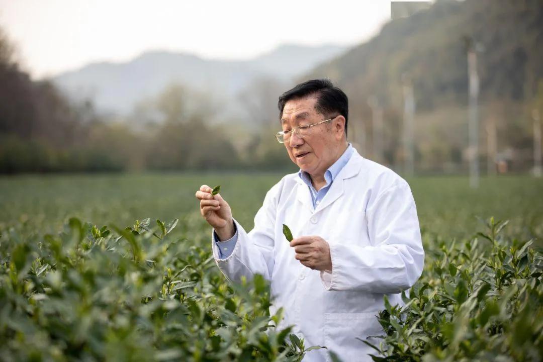 我的家乡，我的茶 | 共同期待2021中国茶人新春茶会