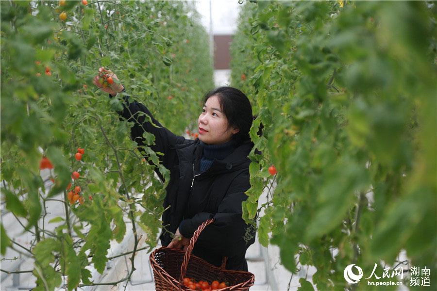 基地工作人员正在采摘小番茄。人民网 李芳森摄