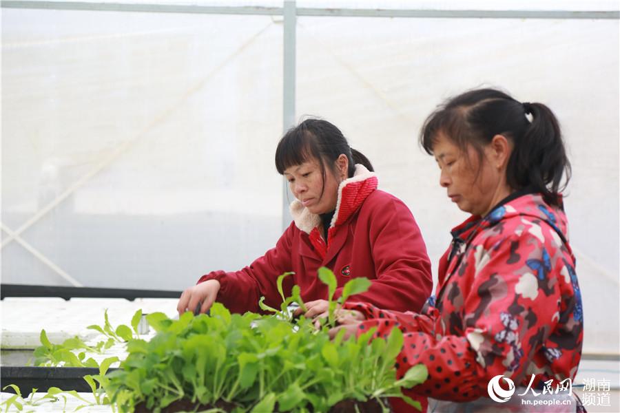 通过发展智慧农业，当地农民的种植方式也在改变。人民网 李芳森摄