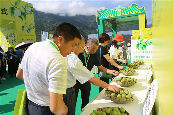3品牌营销唱戏、节庆活动搭台，让脆李香飘全国。巫山县融媒体中心供图 华龙网发