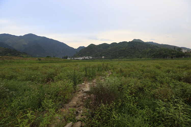 2018年8月11日拍摄的塘下村曾经被东江湖淹没的稻田，因水位下降又显露出来，曾经的石板路还依稀可见。.JPG