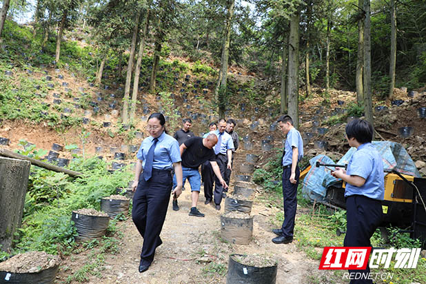 大山里的听证会1 听证参与人员现场查看树苗补种规模和成活率.JPG