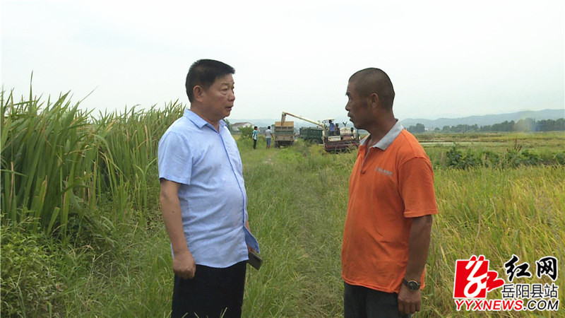 公田绿色大米.JPG