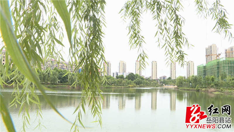 绿树.JPG
