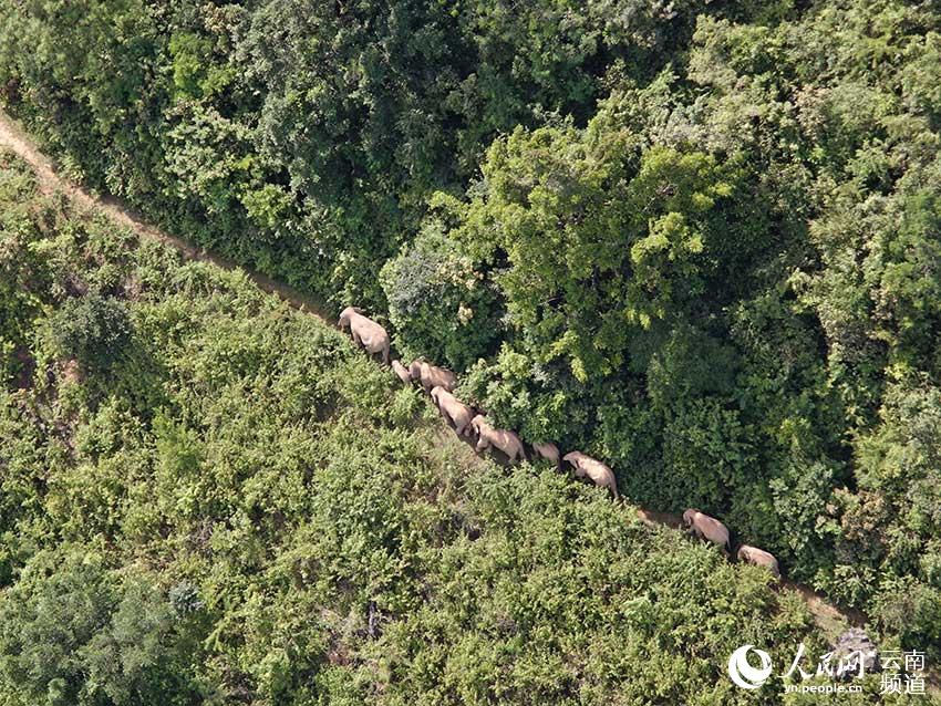 象群活动画面。云南省森林消防总队普洱支队供图
