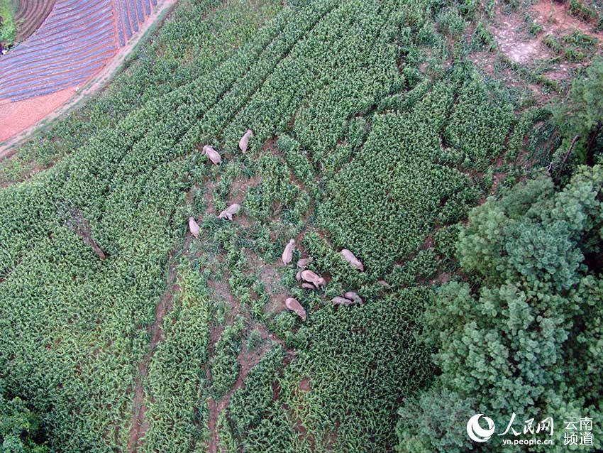 象群活动画面。云南省森林消防总队普洱支队供图