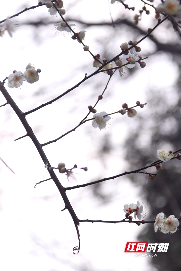 梅花盛放，湖南省植物园“冬之韵”赏花季来了