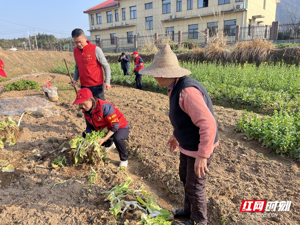 雷锋日忠防收费站采摘新鲜蔬菜.JPG